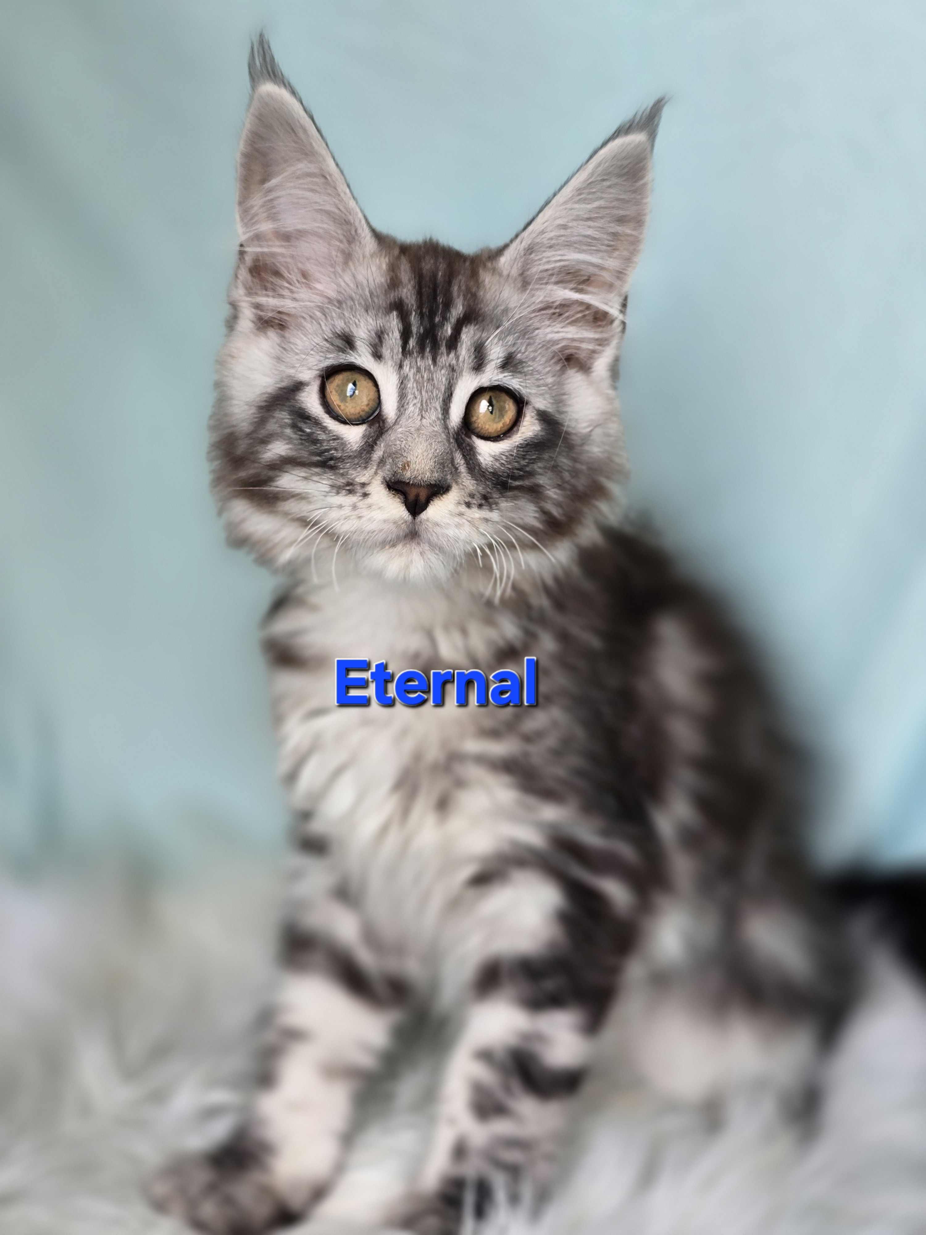 Eternal of Beauty Tiara Team — Maine Coon, Beauty Tiara Team